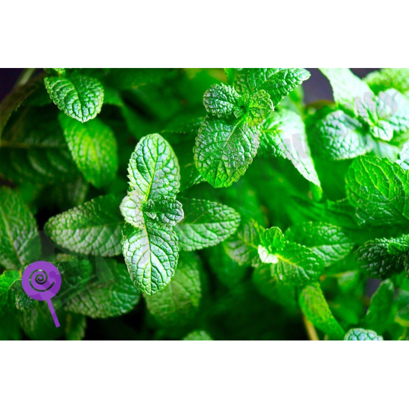 Wonder Flavours Double Mint SC