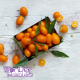 Wonder Flavours Kumquat SC