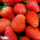 Wonder Flavours Strawberry (Juicy) SC Wonder Flavours Strawberry (Juicy) SC