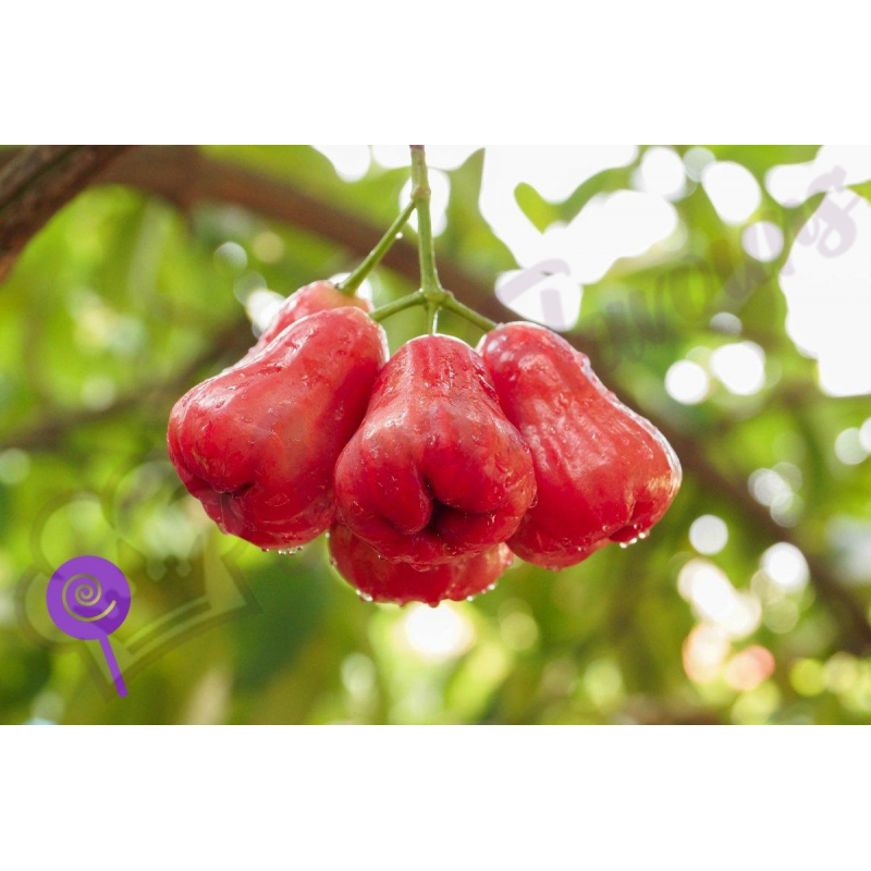 Wonder Flavours Thai Apple SC